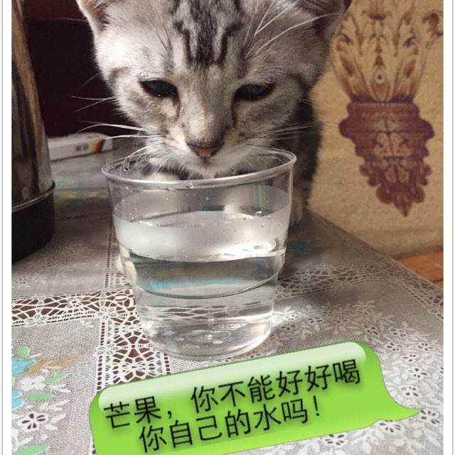 巴黎大学本科成绩单